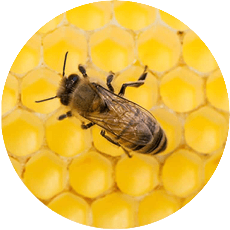 Close-up of a bumblebee on a honeycomb