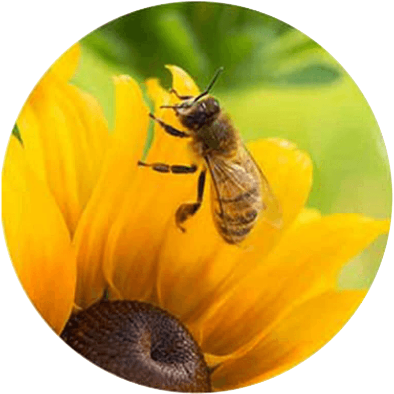 Bourdon sur une pédale de fleur