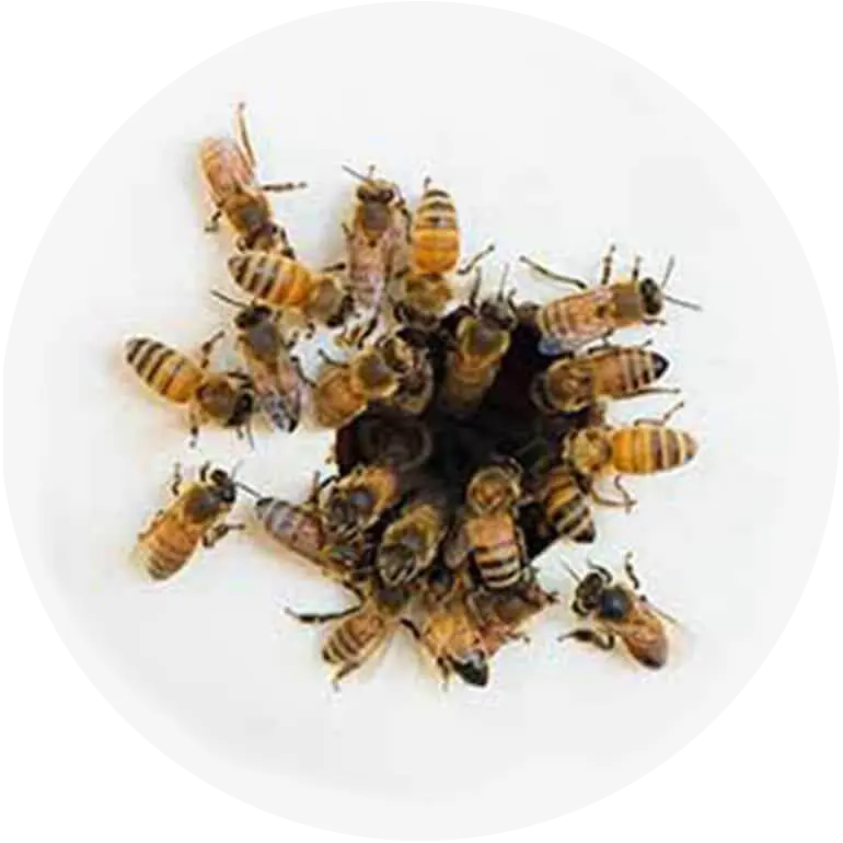 Essaim de bourdons autour d'un nid d'abeilles sur fond blanc