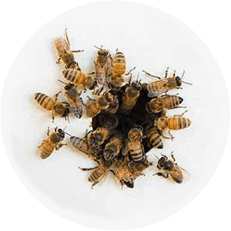 Essaim de bourdons autour d'un nid d'abeilles sur fond blanc