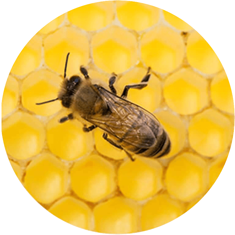 Gros plan d'un bourdon sur un nid d'abeilles