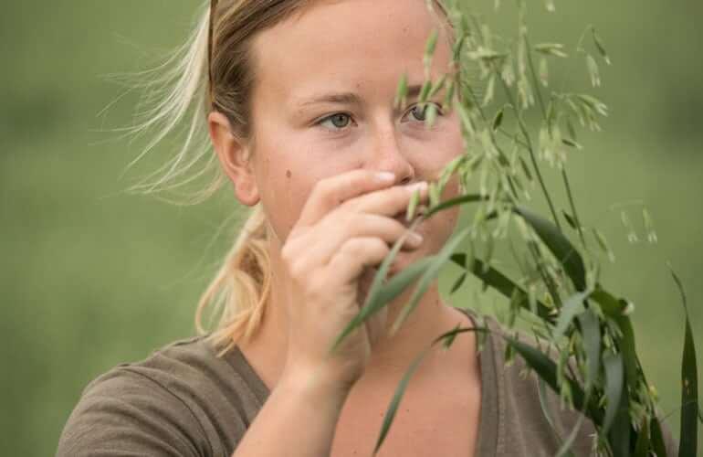 A girl inspecting an oat plant and assessing the quality.