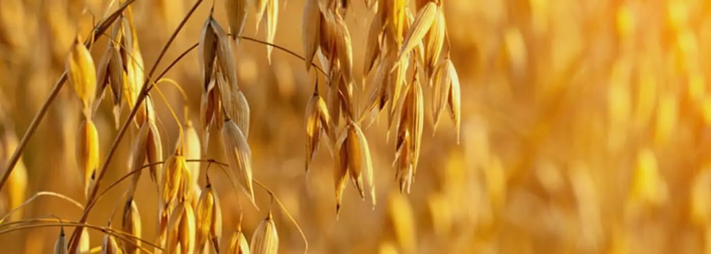 Close up view of an oat plant in a field at sunset