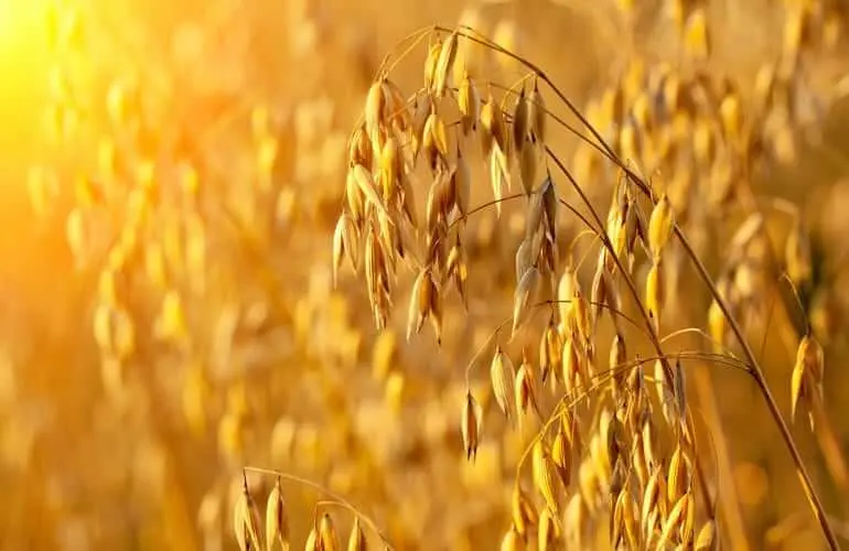 Close up view of an oat plant in a field at sunset